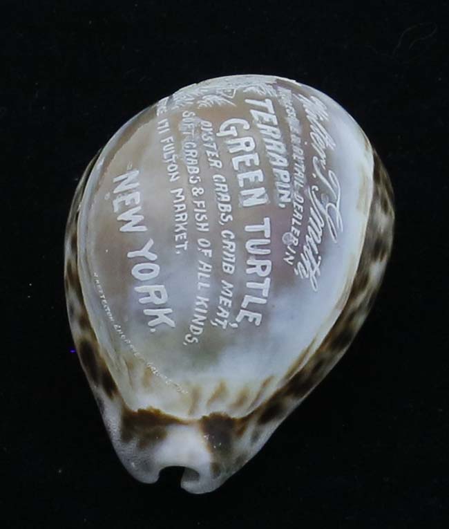 cameo shell antique turtle